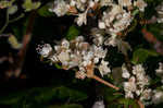 Dogtongue buckwheat